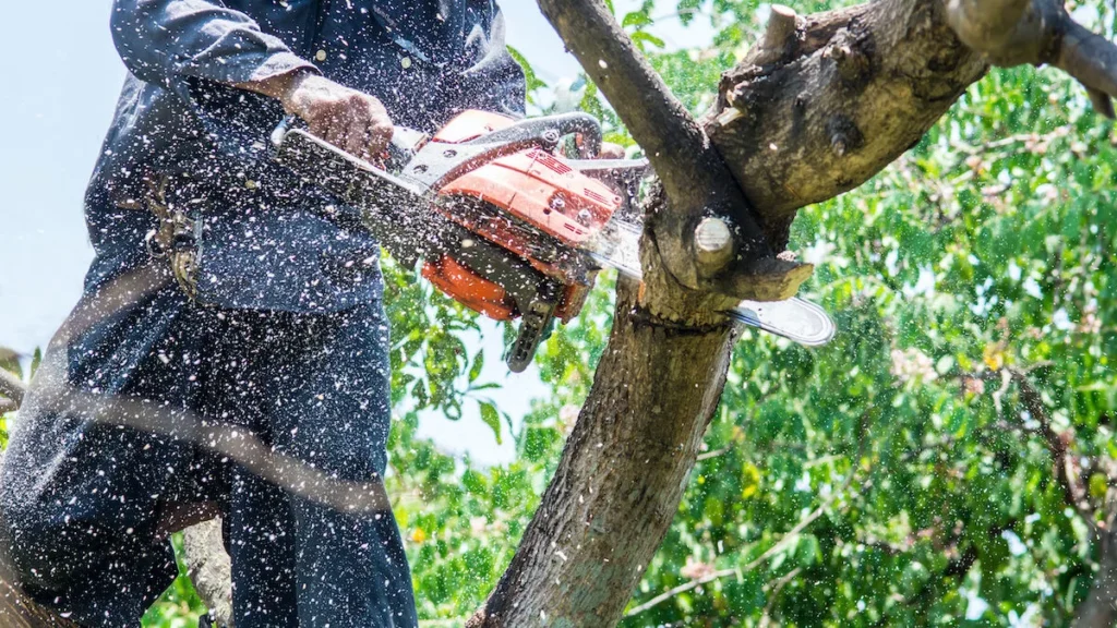 Best Tree Service in El Dorado Hills CA