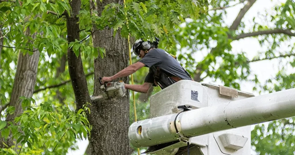 tree service el dorado hills ca