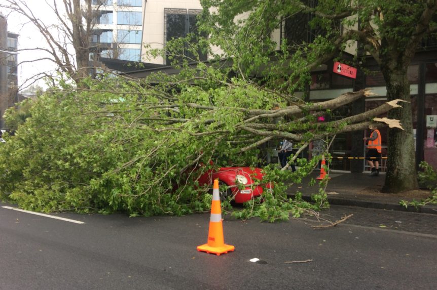 Emergency Tree Service in El Dorado Hills CA