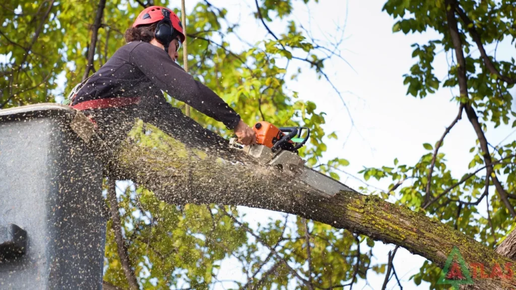 tree service el dorado hills ca