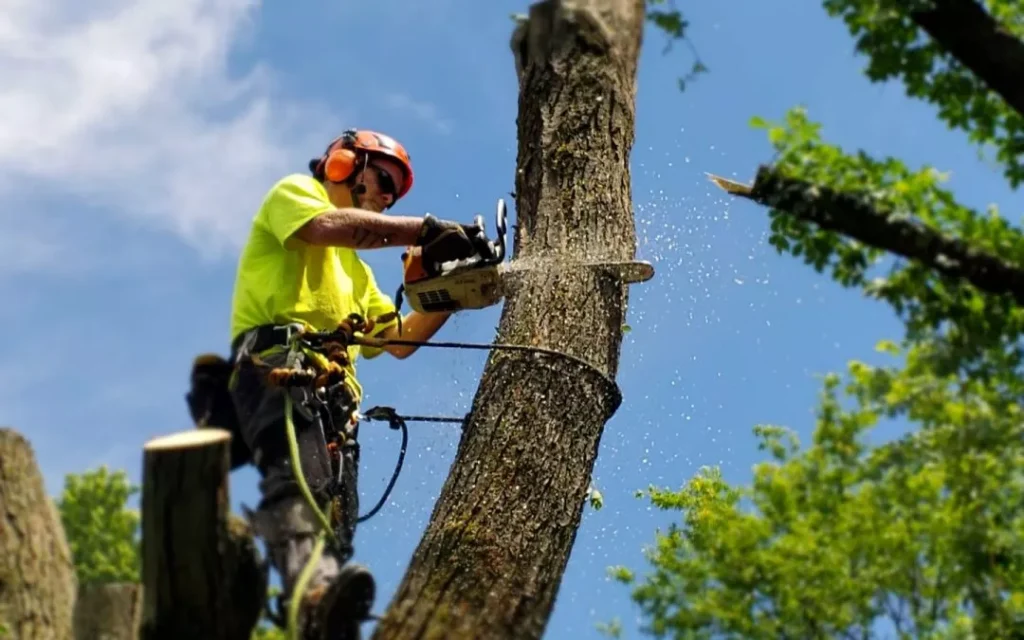 tree removal el dorado hills ca