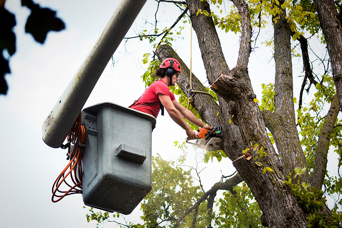 El Dorado Hills Tree Service Company