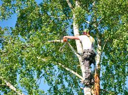 el dorado hills tree removal service