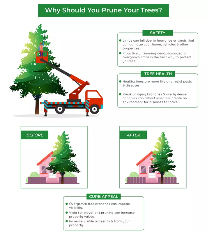 tree trimming el dorado hills