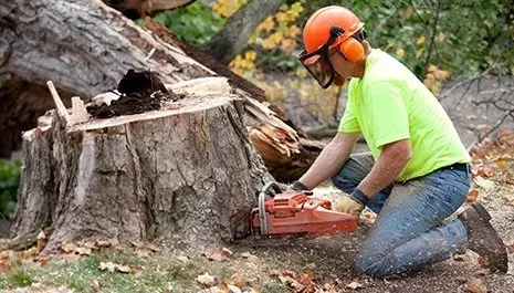 el dorado hills tree removal services