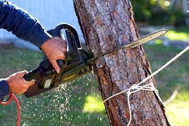 tree service company el dorado hills