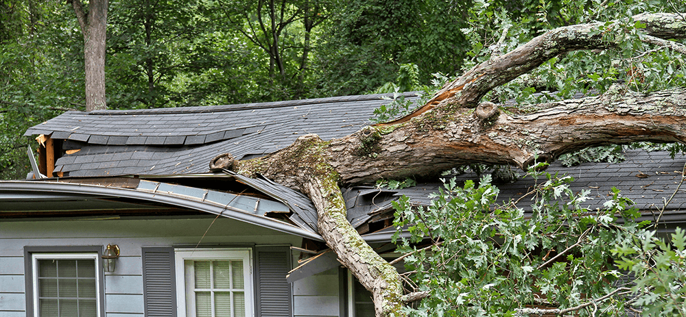 emergency tree services el dorado hills ca