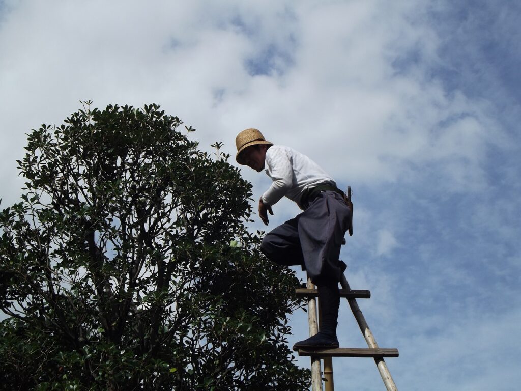 tree trimming service el dorado hills ca