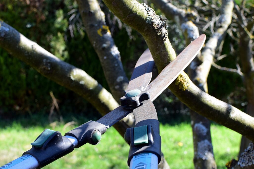 Tree Trimming in El Dorado Hills CA