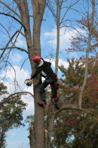 Tree Removal Services in El Dorado Hills CA