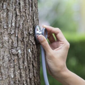 Tree Health Assessment services El Dorado Hills CA